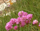 Dr Christine Viollette-Raoul