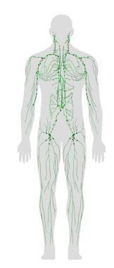 Fig 19 :Le système nerveux, le système vasculaire et le système  lymphatique fonctionnent à travers un réseau qui reproduit  fidèlement l’anatomie du corps, car ils doivent atteindre  chaque cellule