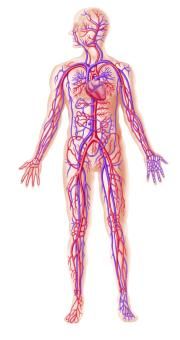 Fig 18 : Le système nerveux, le système vasculaire et le système  lymphatique fonctionnent à travers un réseau qui reproduit  fidèlement l’anatomie du corps, car ils doivent atteindre  chaque cellule