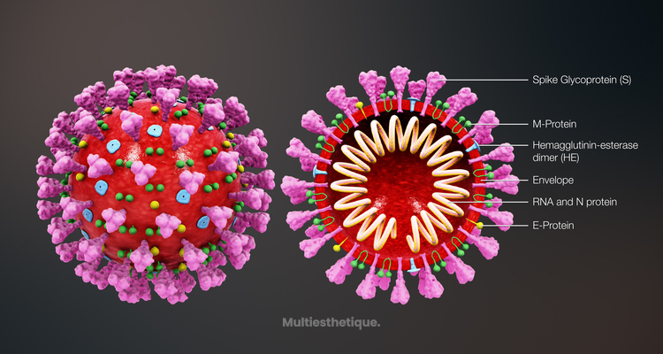Obésité et CoronaVIRUS