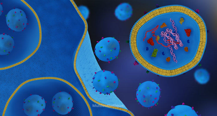 Les Exosomes : Des espoirs pour le rajeunissement de la peau, mais aussi une future solution face à la perte de cheveux