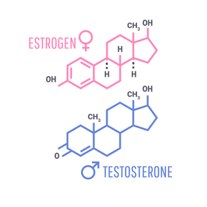 Hormones mâles et femelles
