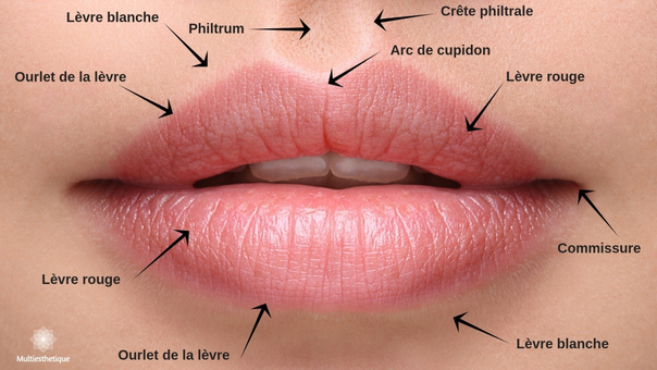 L'anatomie des lèvres