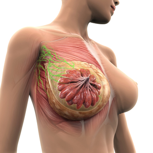 L'anatomie du sein